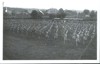 Slet Jiráskovy sokolské župy podkrkonošské - 23. 6. 1929