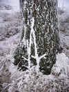 Vánoční krása 2007