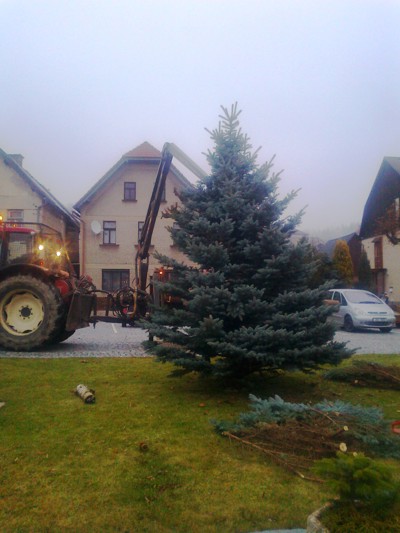 Příprava vánočního stromu