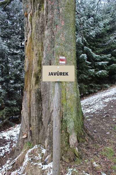 Kácení Javůrku