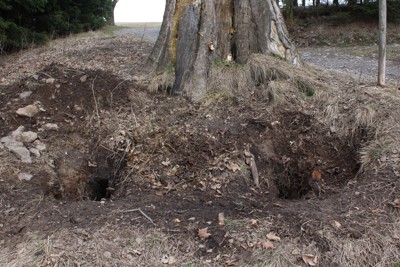 Kácení Javůrku