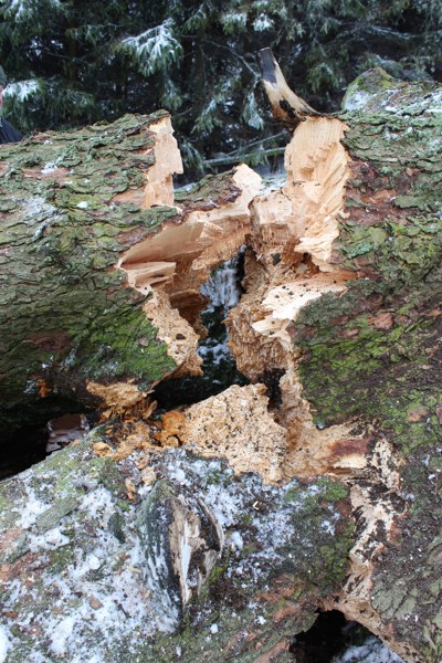 Kácení Javůrku