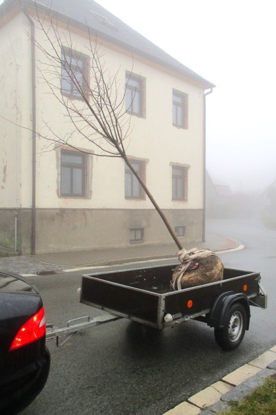 Zasazení výroční lípy na náměstí
