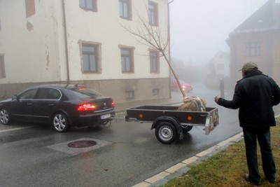 Zasazení výroční lípy na náměstí