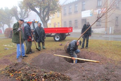 Zasazení výroční lípy na náměstí