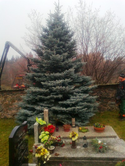 Příprava vánočního stromu