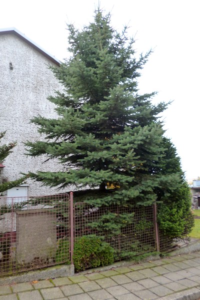 Kácení, přesun a ustavení vánočního stromku
