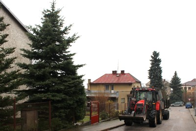 Kácení, přesun a ustavení vánočního stromku