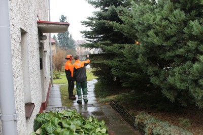 Kácení, přesun a ustavení vánočního stromku