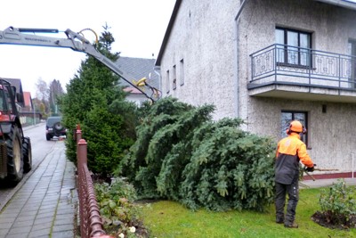 Kácení, přesun a ustavení vánočního stromku