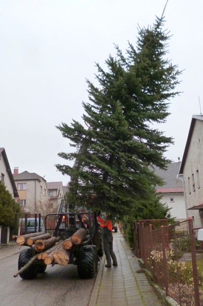 Kácení, přesun a ustavení vánočního stromku
