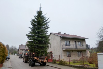 Kácení, přesun a ustavení vánočního stromku