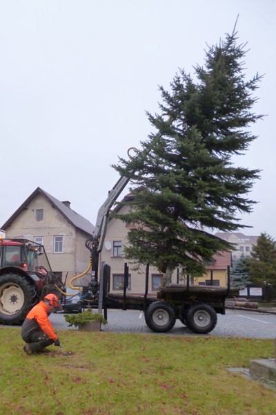 Kácení, přesun a ustavení vánočního stromku