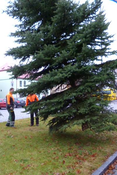 Kácení, přesun a ustavení vánočního stromku