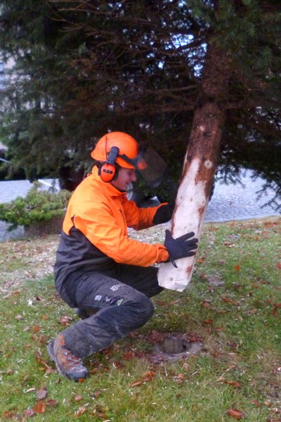 Kácení, přesun a ustavení vánočního stromku