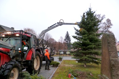 Kácení, přesun a ustavení vánočního stromku