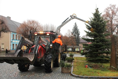 Kácení, přesun a ustavení vánočního stromku