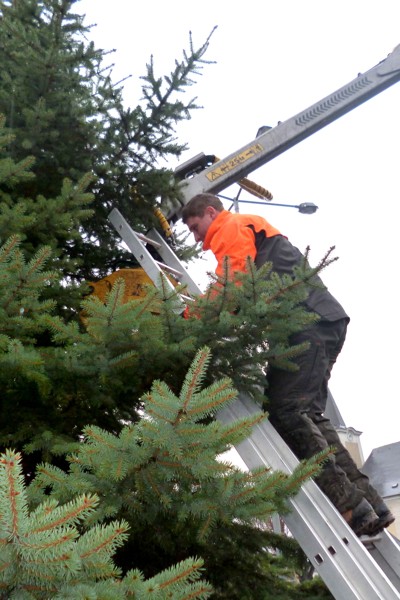 Kácení, přesun a ustavení vánočního stromku