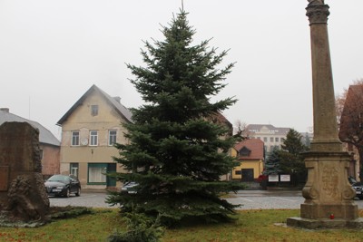 Kácení, přesun a ustavení vánočního stromku