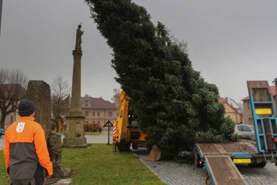 Příprava vánočního stromku 2021