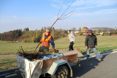 Výsadba třešňové aleje