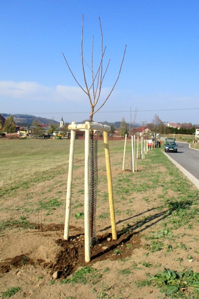Výsadba třešňové aleje